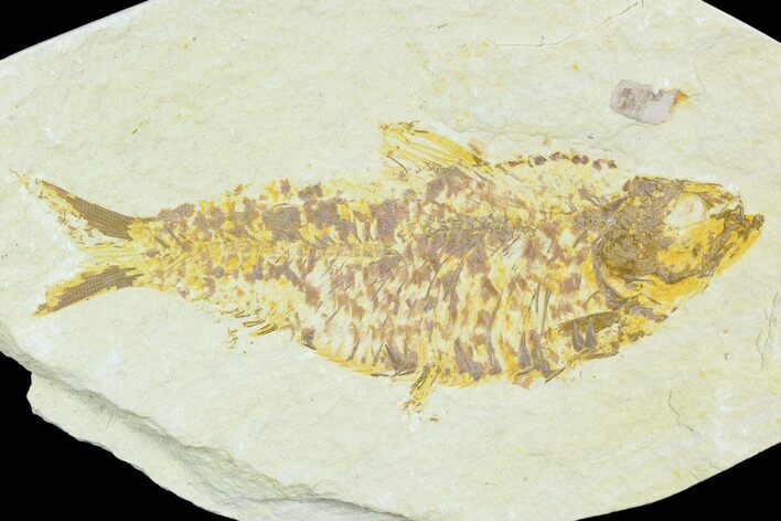 Fossil Fish (Knightia) - Green River Formation #126199